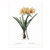 Amaryllis aurea post card