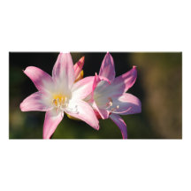 Amaryllis belladonna customized photo card