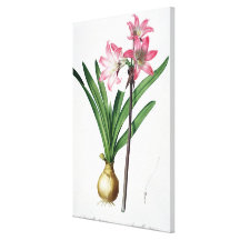 Amaryllis Belladonna, from 'Les Liliacees', engrav Gallery Wrap Canvas