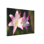 Amaryllis belladonna gallery wrapped canvas