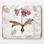 Amaryllis Belladonna Mousepads