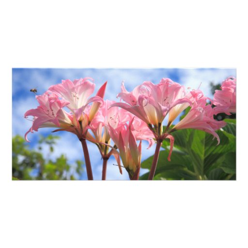 Amaryllis belladonna photo card template