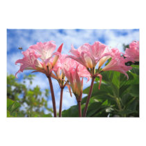 Amaryllis belladonna photographic print