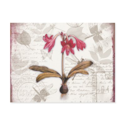 Amaryllis Belladonna Post Cards by glimmersmith