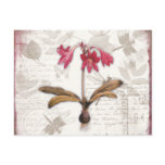 Amaryllis Belladonna postcards