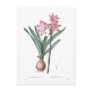 Amaryllis belladonna post cards