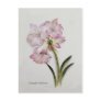 Amaryllis belladonna post card