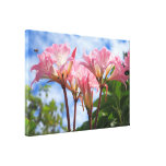 Amaryllis belladonna stretched canvas print