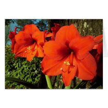Amaryllis Cards