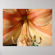 Amaryllis, exotica poster