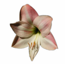 Amaryllis flower ~ acrylic photo cutouts