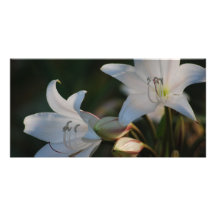 Amaryllis flower and its meaning photo card template