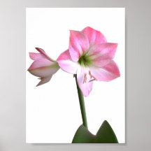 Amaryllis flowers posters