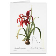 Amaryllis formosissima greeting card