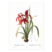 Amaryllis formosissima postcard