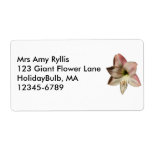 Amaryllis ~ label