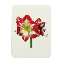 Amaryllis Minerva Rectangle Magnet