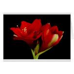 Amaryllis orange Hippeastrum 12-25-2010 Cartes De Vœux