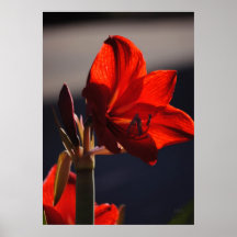 Amaryllis Red Lion Print