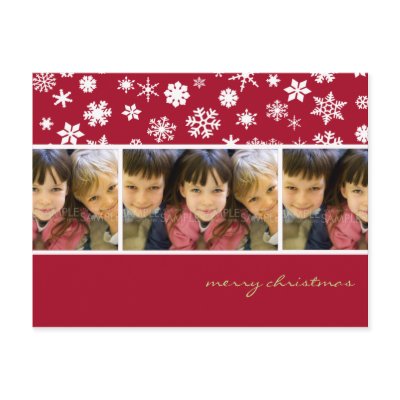 Amaryllis Snowflakes :: Christmas Photo Postcard by CSKidsOccasions