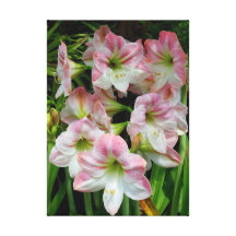 Amaryllis Toile Tendue Sur Châssis