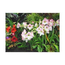 Amaryllis Toiles Tendues Sur Châssis