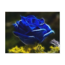 Amazing And Unique Blue Rose