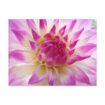 Amazing Floral Dahlia Flowers post cards Summer