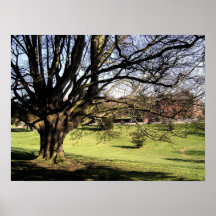 Amazing old tree at Brocket Hall Poster