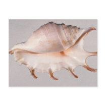 Amazing spider conch postcards