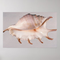 Amazing spider conch print