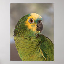 Amazon Blue Front Parrot Poster