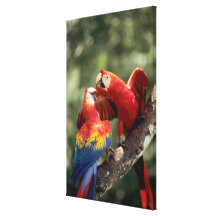 Amazon, Brazil. Pair of Scarlet Macaws (Ara Canvas Print