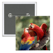 Amazon, Brazil. Pair of Scarlet Macaws (Ara Pins