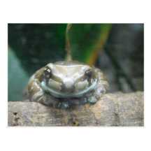 Amazon Milk Frog Postcard