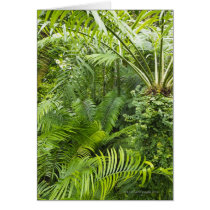 Amazon Rainforest, Amazonia, Brazil 2 Card