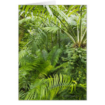 Amazon Rainforest, Amazonia, Brazil 2 Card