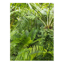Amazon Rainforest, Amazonia, Brazil 2 Postcards