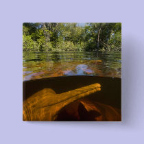 Amazon River Dolphins (Inia geoffrensis) Ariau buttons