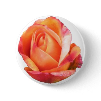 Amber Sunblaze Miniature Rose Button by MobyD46