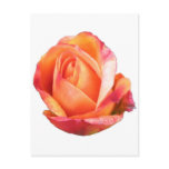 Amber Sunblaze Miniature Rose Postcard