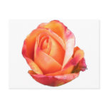 Amber Sunblaze Miniature Rose Postcard