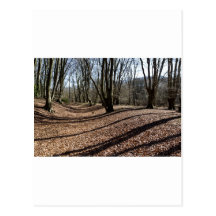 Ambresbury Banks Iron Age fortification Postcard