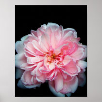 Amelia Rose Print