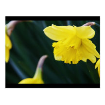 Aménagement de fleur carte postale