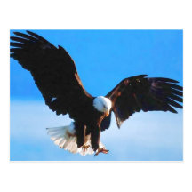 Américain chauve Eagle Carte Postale