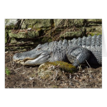 American Alligator Cards