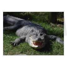American Alligator Card