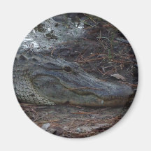 American Alligator Magnet