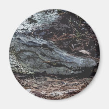 American Alligator Magnet